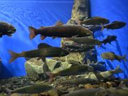 Рыбы Байкала в аквариуме