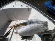 Пеликан в лодке