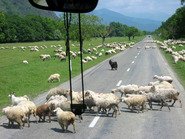 Овцы, переходящие дорогу