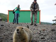 Пушистое животное Камчатского края