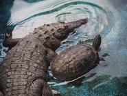 Крокодил и черепаха